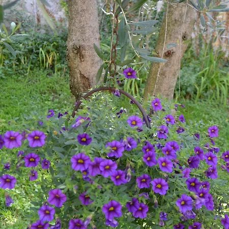 Апартаменты La Perla *